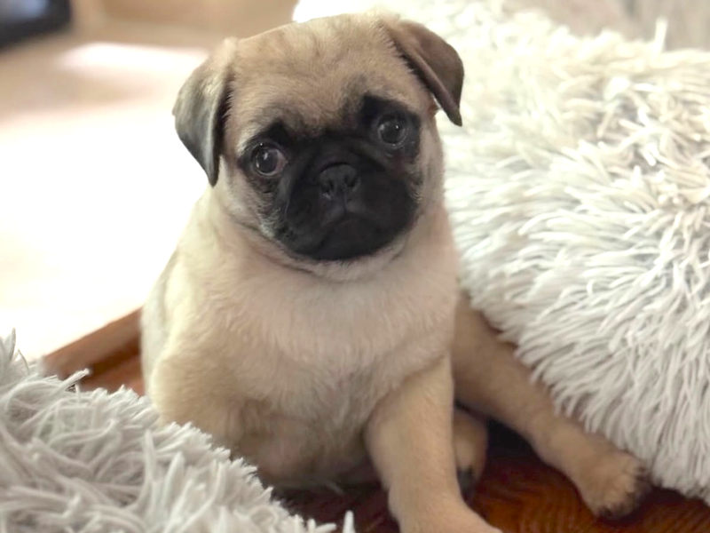 Cute pug puppy sitting on white blanket indoors