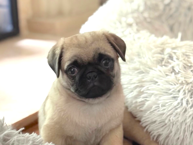 Cute pug puppy sitting on white blanket indoors