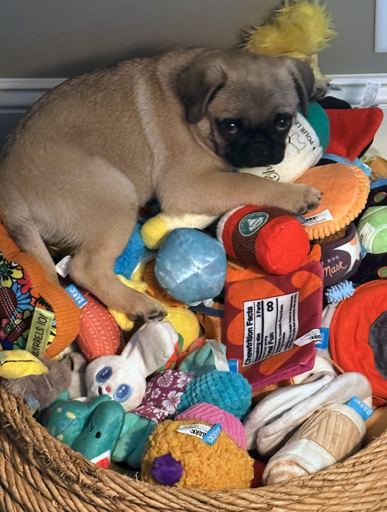 Pug dog playing with colorful toys in a wicker basket